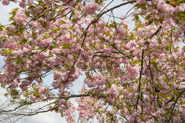 Flowers of pink cherry. Flowering tree in garden on spring day. Beautiful background with flowering trees. Pink flowers with blue sky background with bokeh