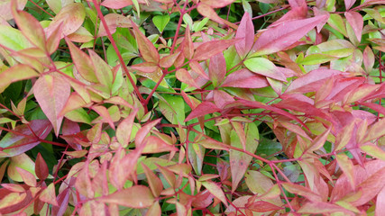 Nandina domestica 'Obsessed'