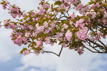 Flowers of pink cherry. Flowering tree in garden on spring day, soft focus