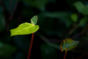 green plant close-up