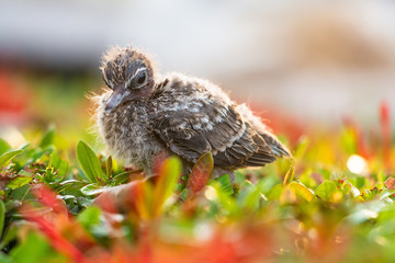 A small little bird stand on the tree and waits for mother. Newborn bird..Sparrow, baby birds on a tree branch close up in spring in sunlight.