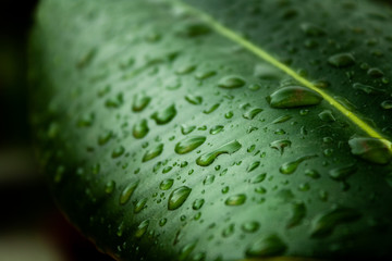 Leaf with raindrop green close-up