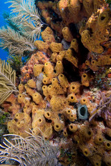 Fototapeta premium Sponge colony underwater off Eleuthera, in the Bahama Islands