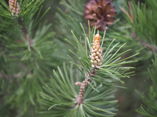 Close up of very young pine cone, natural
