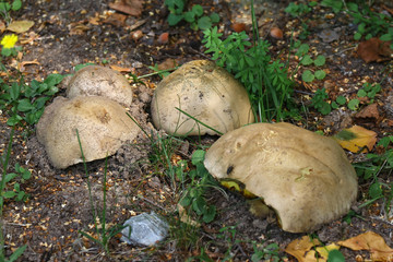 Pilz Parasitischer Röhrling, Xerocomus parasiticus