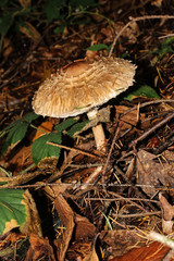Pilz Riesenschirmling, Schirmling, Parasolpilz, Macrolepiota procera