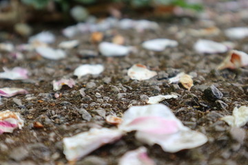 blossom on ground 