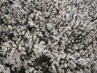 Texture,  background with white tiny flowers growing on the branches of trees
