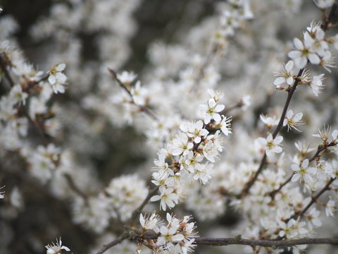 Real photo of blossoming white flowers