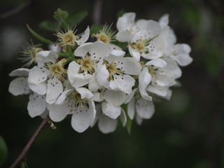 Apple tree flower, twig of apple tree with flowers