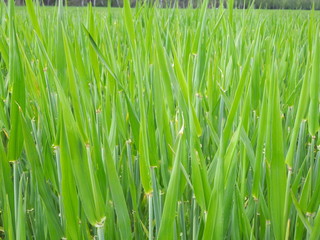 Fresh green grass, field cultivation, emerging wheat early spring