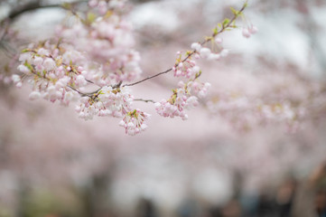 Naklejka premium Pink Cherry Blossom with blurry background