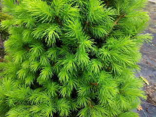 Picea glauca var. albertiana 'Conica'