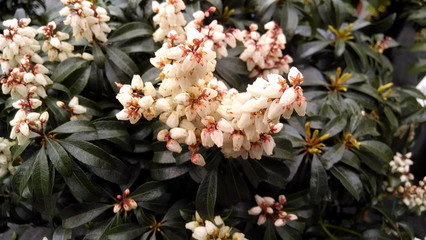 Pieris japonica 'Bonfire'