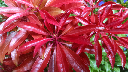 Pieris japonica 'Mountain Fire'