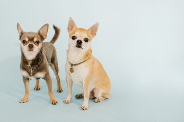2 Chihuahuas on a blue background looking at the camera