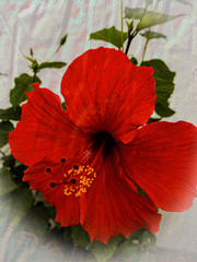 Red hibiscus flower