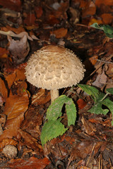 Pilz Riesenschirmling, Schirmling, Parasolpilz, Macrolepiota procera