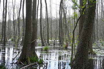 Moorlandschaft in Berlin (Spandauer Forst)