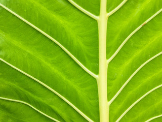 Close up of a fresh green leaf texture