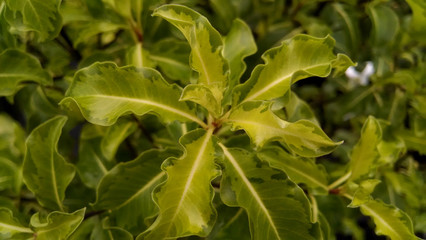 Pittosporum tenuifolium 'Golden King'