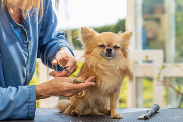 Cutting hair on paws of chihuahua dog. Dog is looking at camera.
