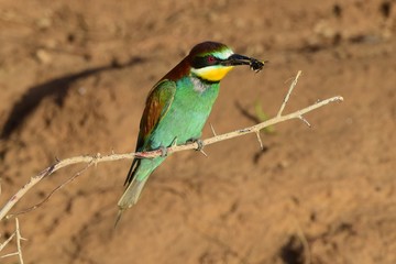 The Golden Pipit (Merops apiaster) is a bird in the Pipit family (Meropidae) sitting on a branch.