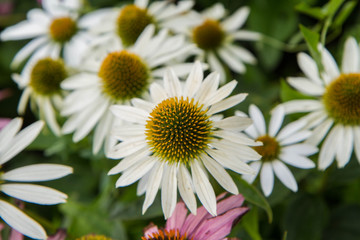 Obraz premium Echinacea blooming in a garden