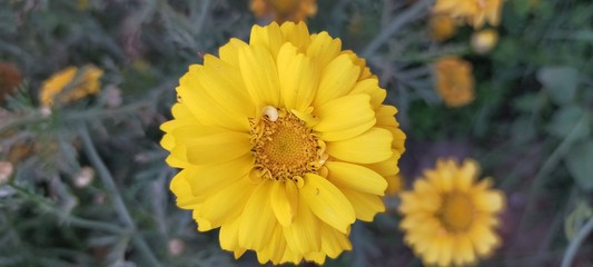 yellow flower in the garden