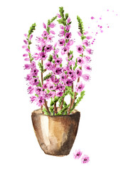 Purple heather flowers  in the pot, symbol of good luck. Watercolor hand drawn illustration isolated on white background