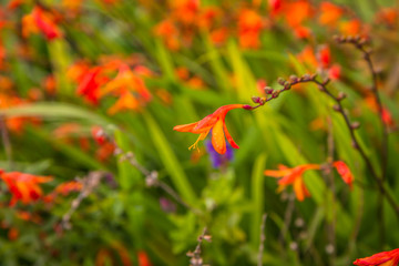 Aunt Eliza (Crocosmia paniculata) plant blooming in a garden