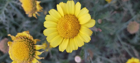 yellow flowers in the garden