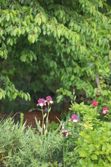 pink flowers in the garden