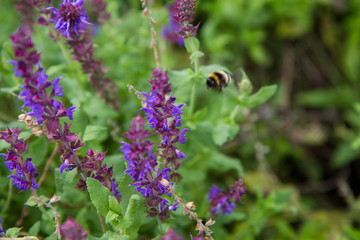 Sage (Salvia) plant blooming in a garden, with a bumble bee out of focus in the background