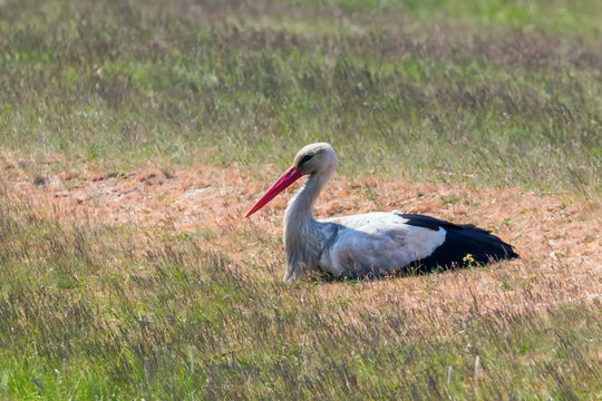 White Stork (Ciconia ciconia) in the Nature Habitat