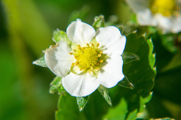 Obraz premium Strawberry flower isolated bokeh background