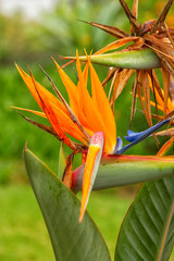 Bird of paradise flower