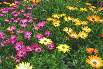 Pink and yellow flowers in the garden