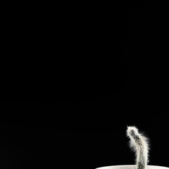 A small prickly white cactus timidly peeks out of the corner of the photo on a black background.