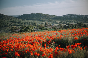 Poppy flowers in the meadow, houses and mountains are visible on the horizon.