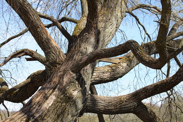 Beautiful dramatic old large branching tree close up, branches of an old fairy-tale bare tree against the blue sky at Sunny spring day