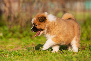 cute elo puppy walks on a lawn