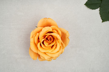 yellow rose on a concrete background