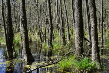 Sonniges Moor in Berlin (Teufelsbruch)