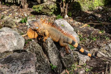 Iguana of Caribbean