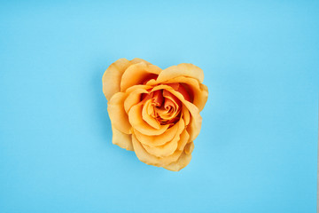 yellow rose on blue