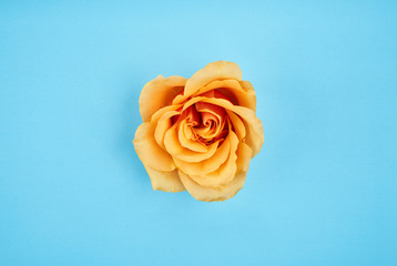 yellow rose on blue background