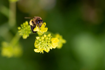 Bee collecting pollen in nature