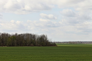 Fototapeta premium Beautiful green seeded field on forest edge against the sky with cloyds on a Sunny spring day — agriculture, rural landscape