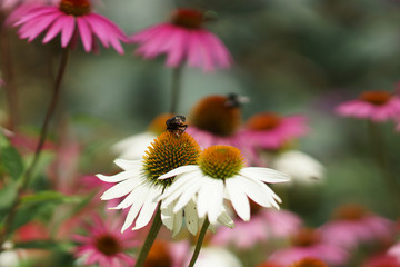 Coneflowers - colors of summer